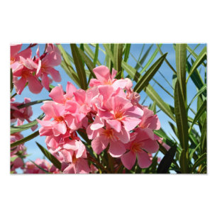 Pink oleander Photo Enlargement Print