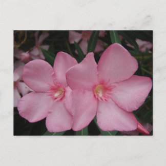 Pink Oleander Postcard