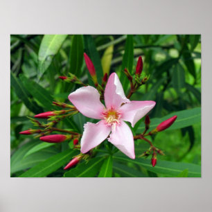 pink oleander poster