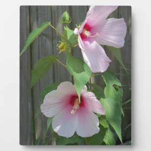 Pink on pink duo of hibiscus flowers plaque