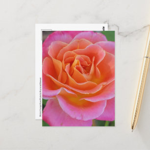 Pink & Orange Rose Postcard