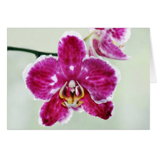 Pink Orchid (Front Horizontal)