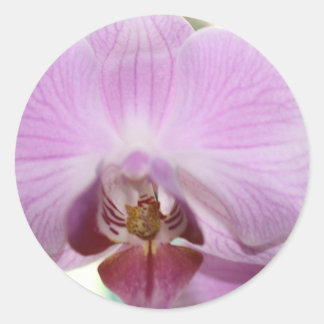 pink orchid classic round sticker