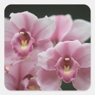 pink orchid close up square stickers