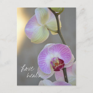 Pink Orchid Expression Love Heals Postcard
