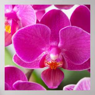 Pink Orchid Flower - Floral Orchids Template Poster