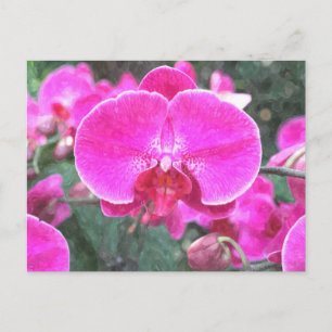 Pink orchid flower, floral photography postcard