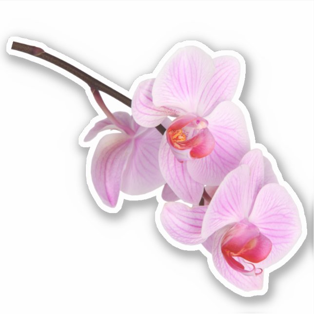 Pink Orchid Flower Kiss-cut Sticker (Front)