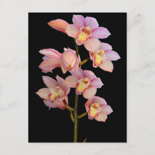 Pink orchid flower postcard