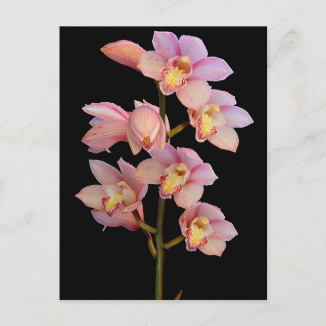 Pink orchid flower postcard (Front)