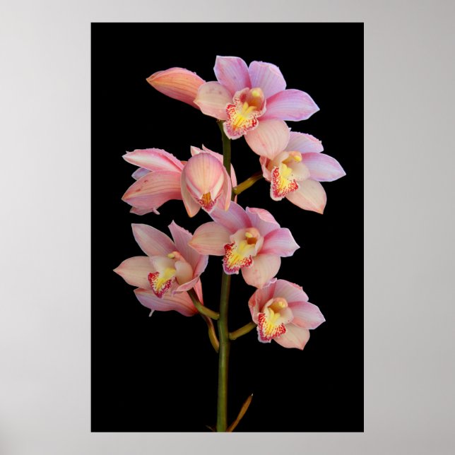 Pink orchid flower poster (Front)
