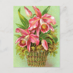 Pink Orchid Flowers Postcard