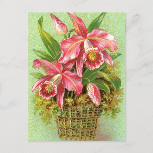 Pink Orchid Flowers Postcard (Front)