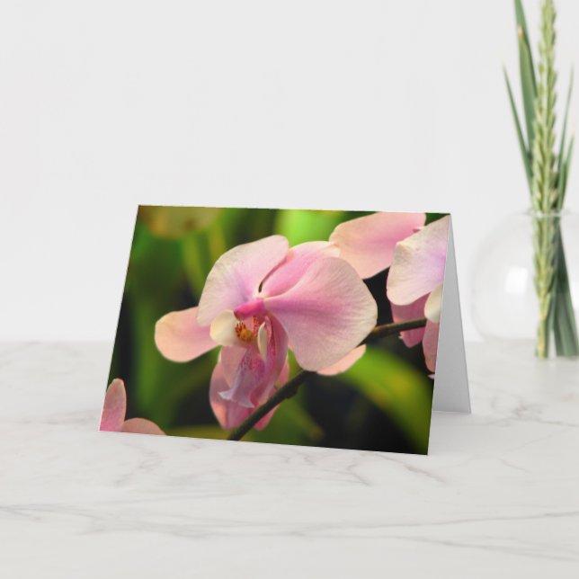 Pink Orchid Greeting Card (Front)