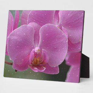 Pink Orchid Plaque