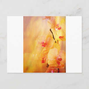 Pink orchid postcard