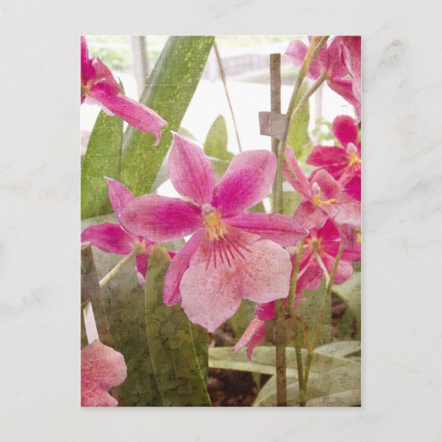 Pink Orchid Postcard (Front)
