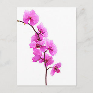 "Pink orchid" Postcard