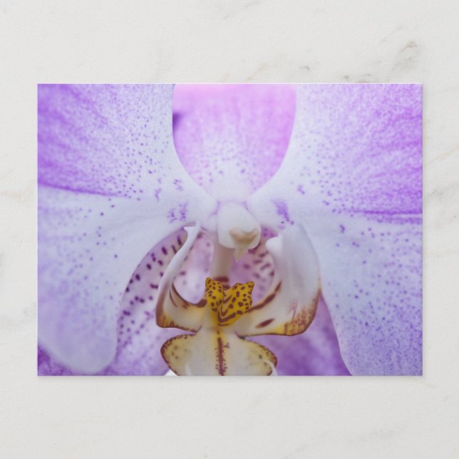 Pink Orchid Postcard (Front)