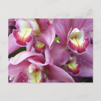 Pink Orchid Postcard