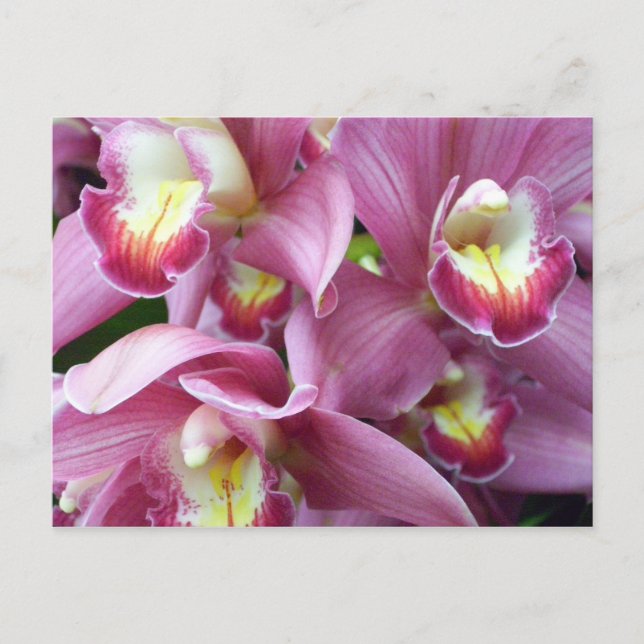 Pink Orchid Postcard (Front)