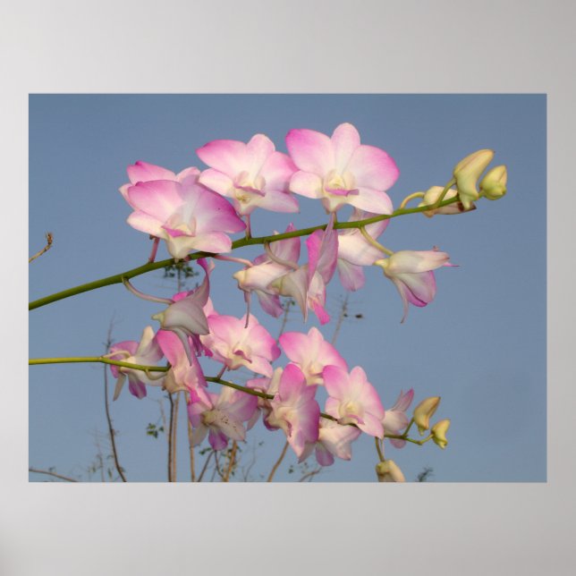 Pink Orchid Poster (Front)