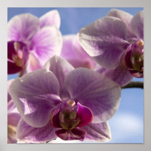 Pink Orchid Poster