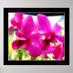 Pink Orchid Poster