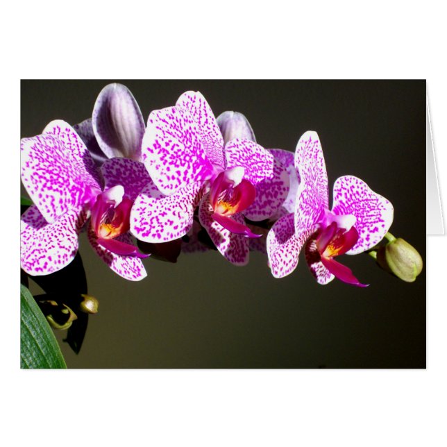 Pink Orchids (Front Horizontal)