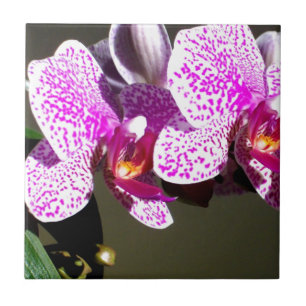 Pink Orchids 1 Tile