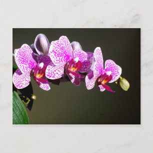 Pink Orchids Postcard