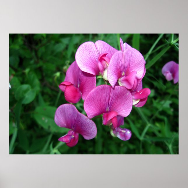 Pink Orchids Poster (Front)