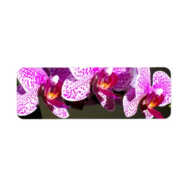 Pink Orchids Return Address Label (Front)