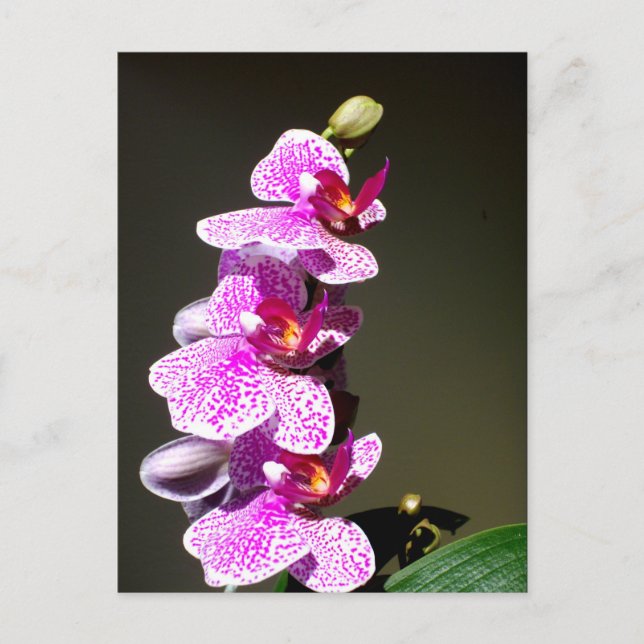 Pink Orchids, romantic tropical floral Postcard (Front)