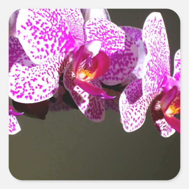 Pink Orchids Square Sticker (Front)