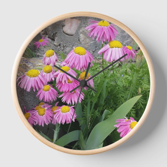 Pink Painted daisy Flowers Nature photography  Clock (Front)