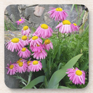 Pink Painted daisy Flowers Nature photography  Coaster