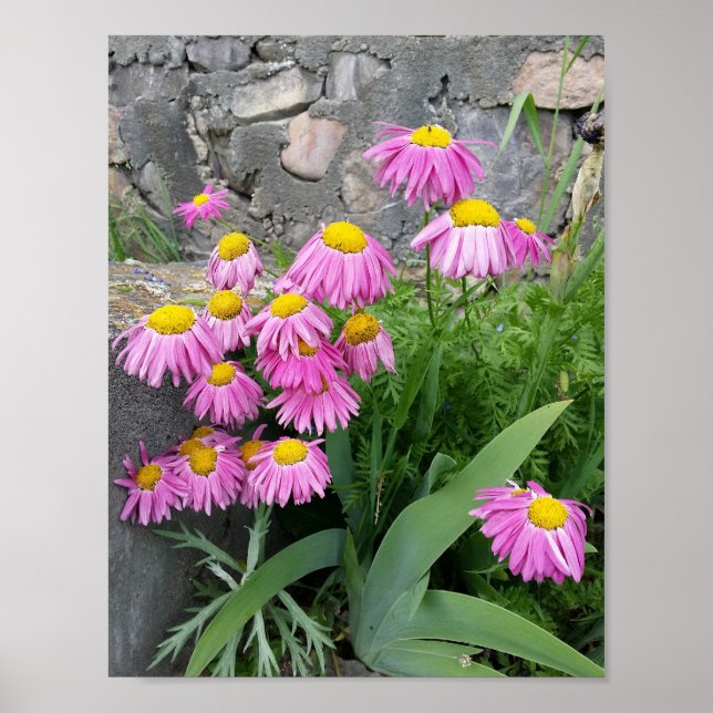 Pink Painted daisy Flowers Nature photography Poster (Front)