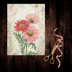 Pink Painted Daisy Pyrethrum Botanical Floral  Tissue Paper