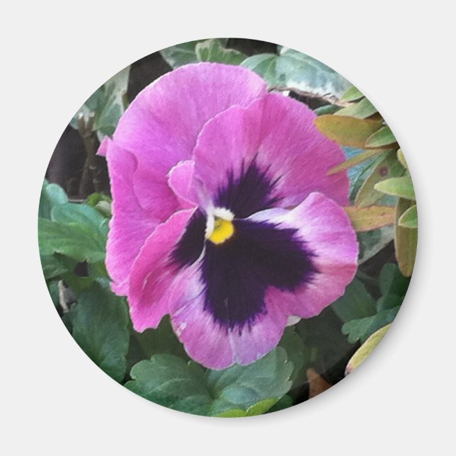Pink Pansy Magnet (Front)