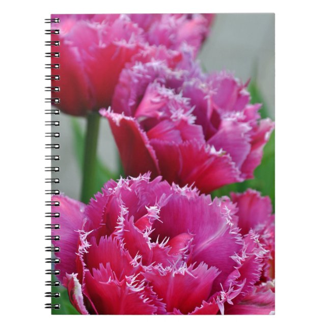 Pink parrot tulips notebook (Front)