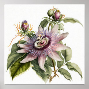 Pink Passion Flower Art Print Poster