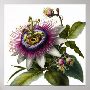 Pink Passion Flower Art Print Poster