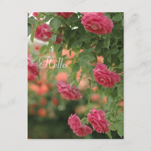 Pink Passion Post Card (Front)