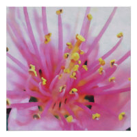 Pink Peach Pollen Macro Abstract Art