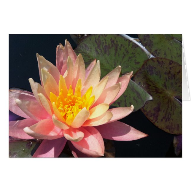 Pink & Peach Water Lily (Front Horizontal)