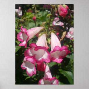 Pink Penstemon Floral Flower Garden Poster