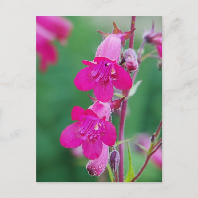 Pink Penstemon Flowers Postcard (Front)