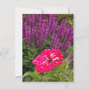 Pink Pentunia Postcard