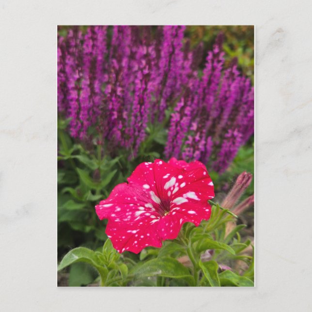 Pink Pentunia Postcard (Front)